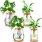 4 Pack Glass Plant Propagation Stations with Wooden Lid & Bamboo Stand – Hydroponic Small Potted Plant Vases for Desk, Home & Office Decor